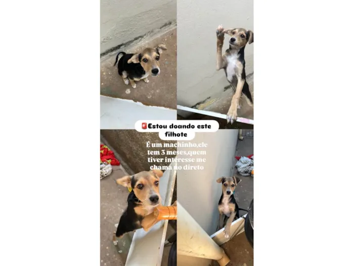 Cachorro ra a SRD-ViraLata idade 2 a 6 meses nome Duduzinho 