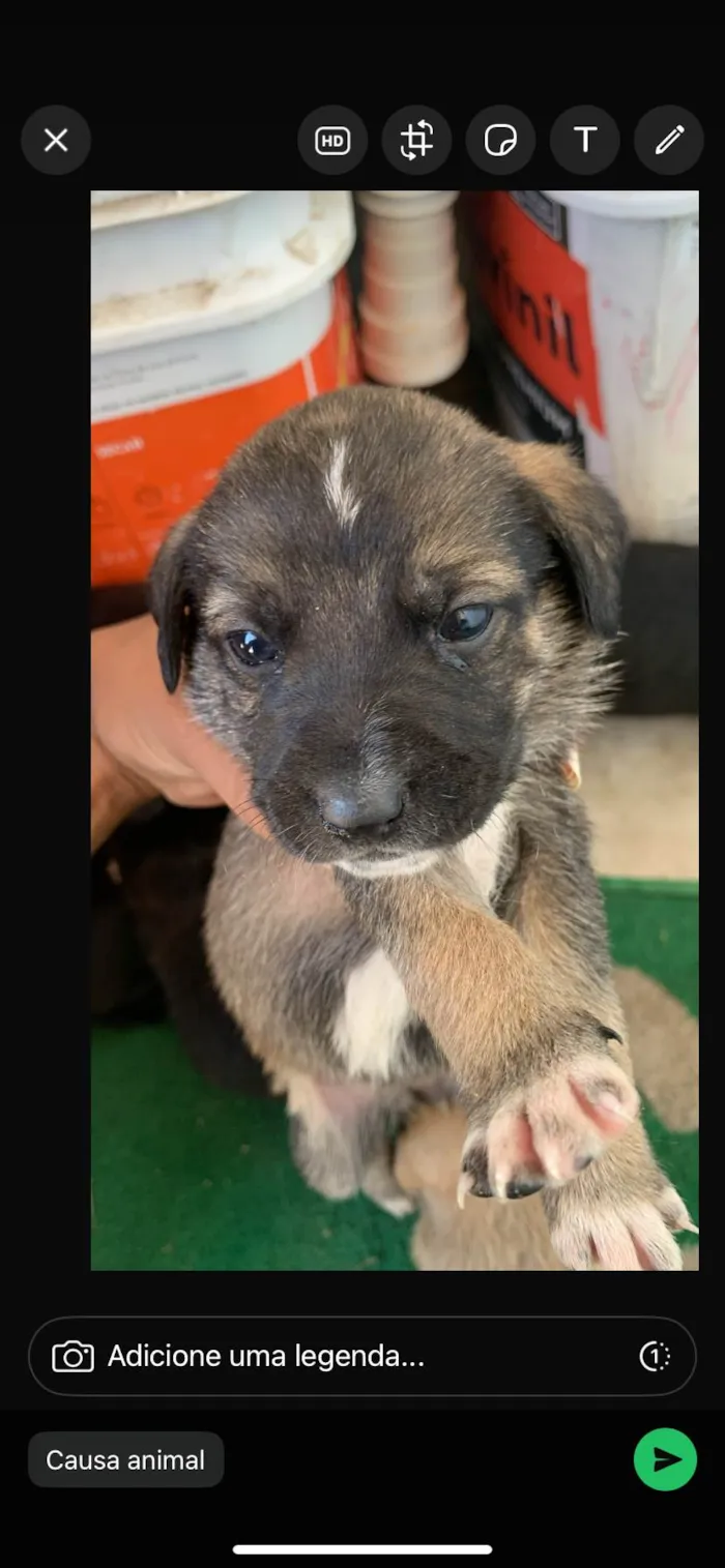 Cachorro ra a SRD-ViraLata idade Abaixo de 2 meses nome Variaves