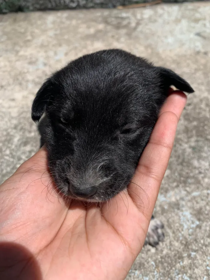 Cachorro ra a SRD-ViraLata idade Abaixo de 2 meses nome Variaves