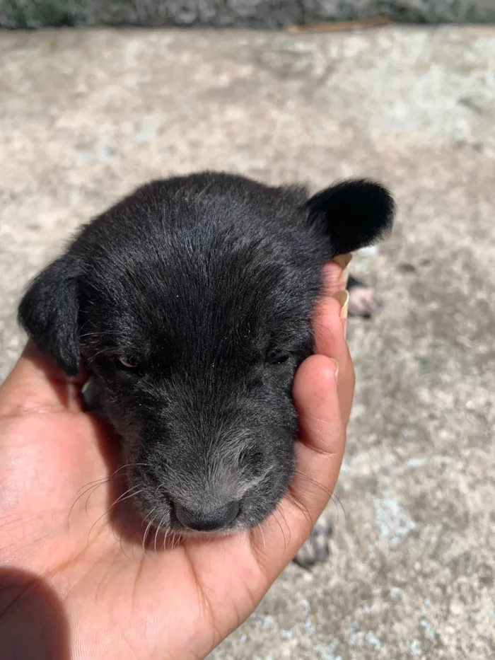 Cachorro ra a SRD-ViraLata idade Abaixo de 2 meses nome Variaves