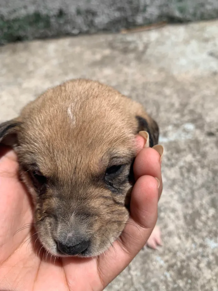 Cachorro ra a SRD-ViraLata idade Abaixo de 2 meses nome Variaves