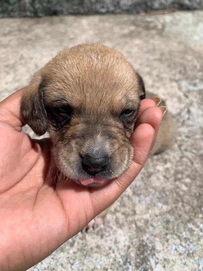 Cachorro ra a SRD-ViraLata idade Abaixo de 2 meses nome Variaves