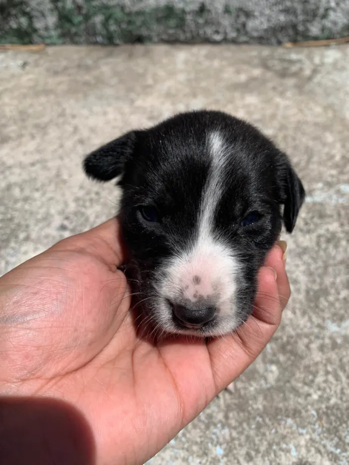 Cachorro ra a SRD-ViraLata idade Abaixo de 2 meses nome Variaves