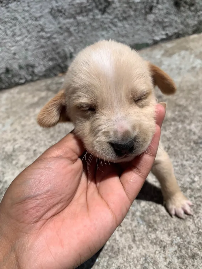 Cachorro ra a SRD-ViraLata idade Abaixo de 2 meses nome Variaves