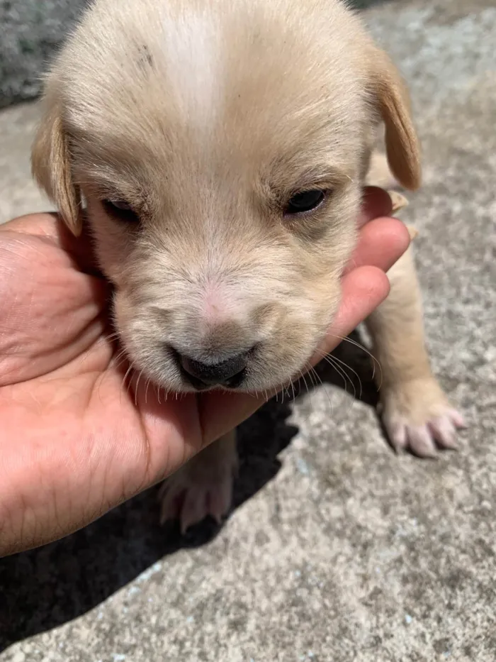 Cachorro ra a SRD-ViraLata idade Abaixo de 2 meses nome Variaves