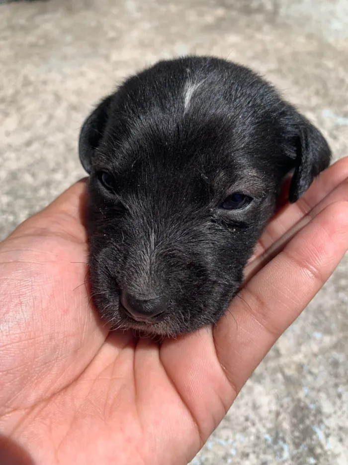 Cachorro ra a SRD-ViraLata idade Abaixo de 2 meses nome Variaves