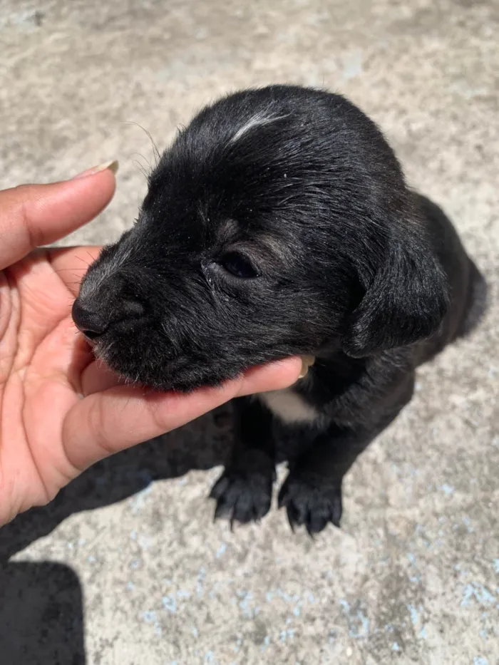 Cachorro ra a SRD-ViraLata idade Abaixo de 2 meses nome Variaves