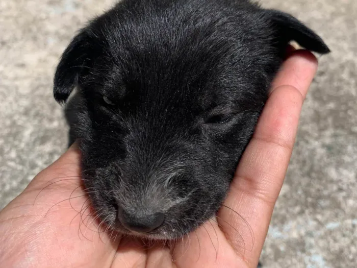 Cachorro ra a SRD-ViraLata idade Abaixo de 2 meses nome Variaves