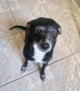 Megui