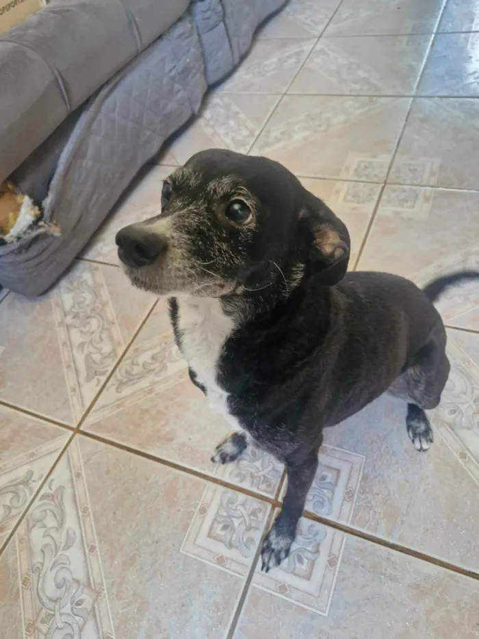 Cachorro ra a SRD-ViraLata idade 4 anos nome Megui