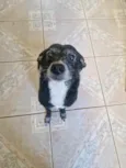 Megui