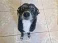Megui