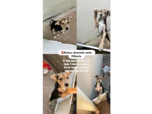 Cachorro raça SRD-ViraLata idade 2 a 6 meses nome Duduzinho 