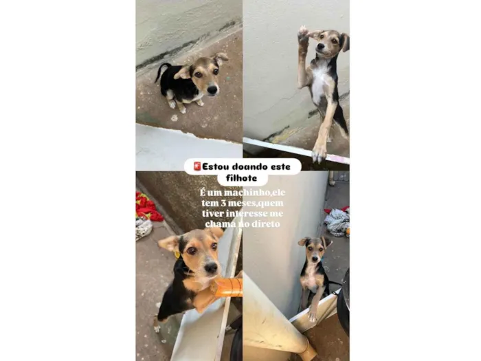 Cachorro ra a SRD-ViraLata idade 2 a 6 meses nome Duduzinho 