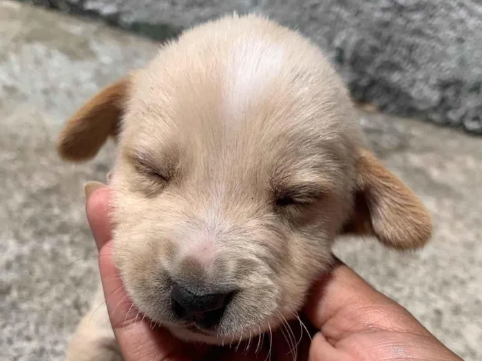 Cachorro ra a SRD-ViraLata idade Abaixo de 2 meses nome Variaves