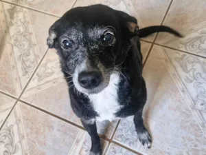 Cachorro raça SRD-ViraLata idade 4 anos nome Megui