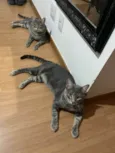 Juca e leo