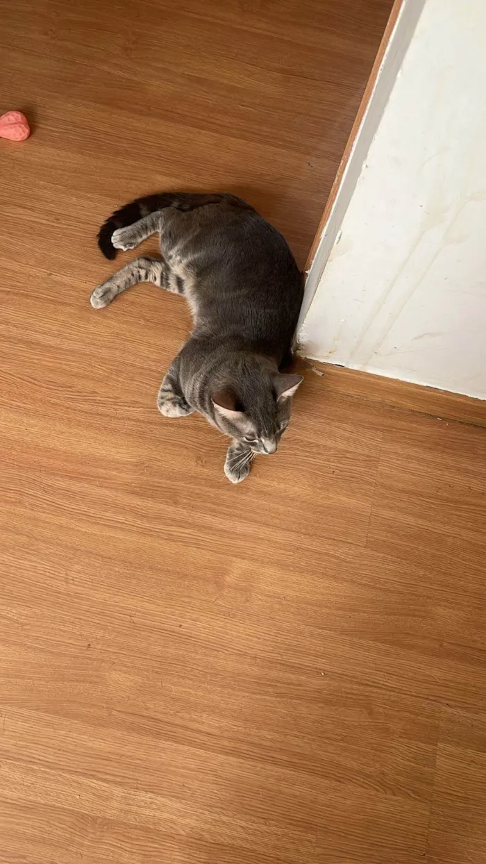 Gato ra a SRD-ViraLata idade 1 ano nome Juca e leo 