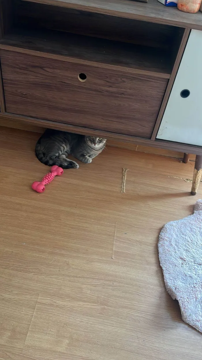 Gato ra a SRD-ViraLata idade 1 ano nome Juca e leo 