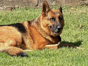 Cachorro raça Pastor Alemão idade 4 anos nome Nuque