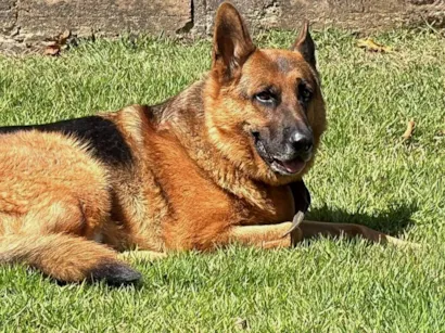 Cachorro raça Pastor Alemão idade 4 anos nome Nuque