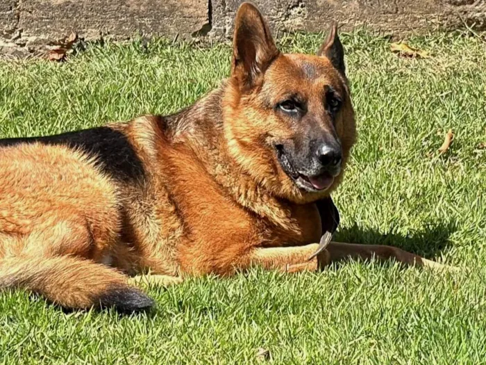 Cachorro ra a Pastor Alemão idade 4 anos nome Nuque