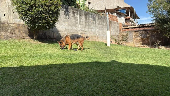 Cachorro ra a Pastor Alemão idade 4 anos nome Nuque