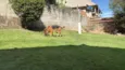 Nuque