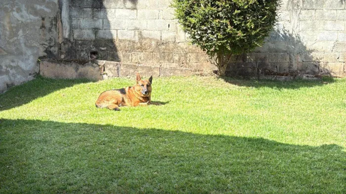 Cachorro ra a Pastor Alemão idade 4 anos nome Nuque