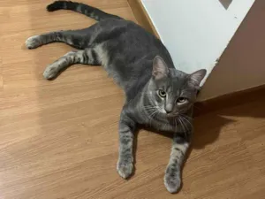 Gato raça SRD-ViraLata idade 1 ano nome Juca e leo 