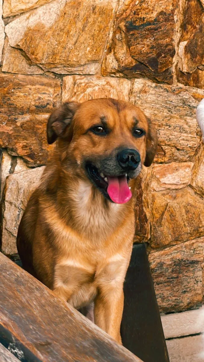 Cachorro ra a SRD-ViraLata idade 4 anos nome Zion