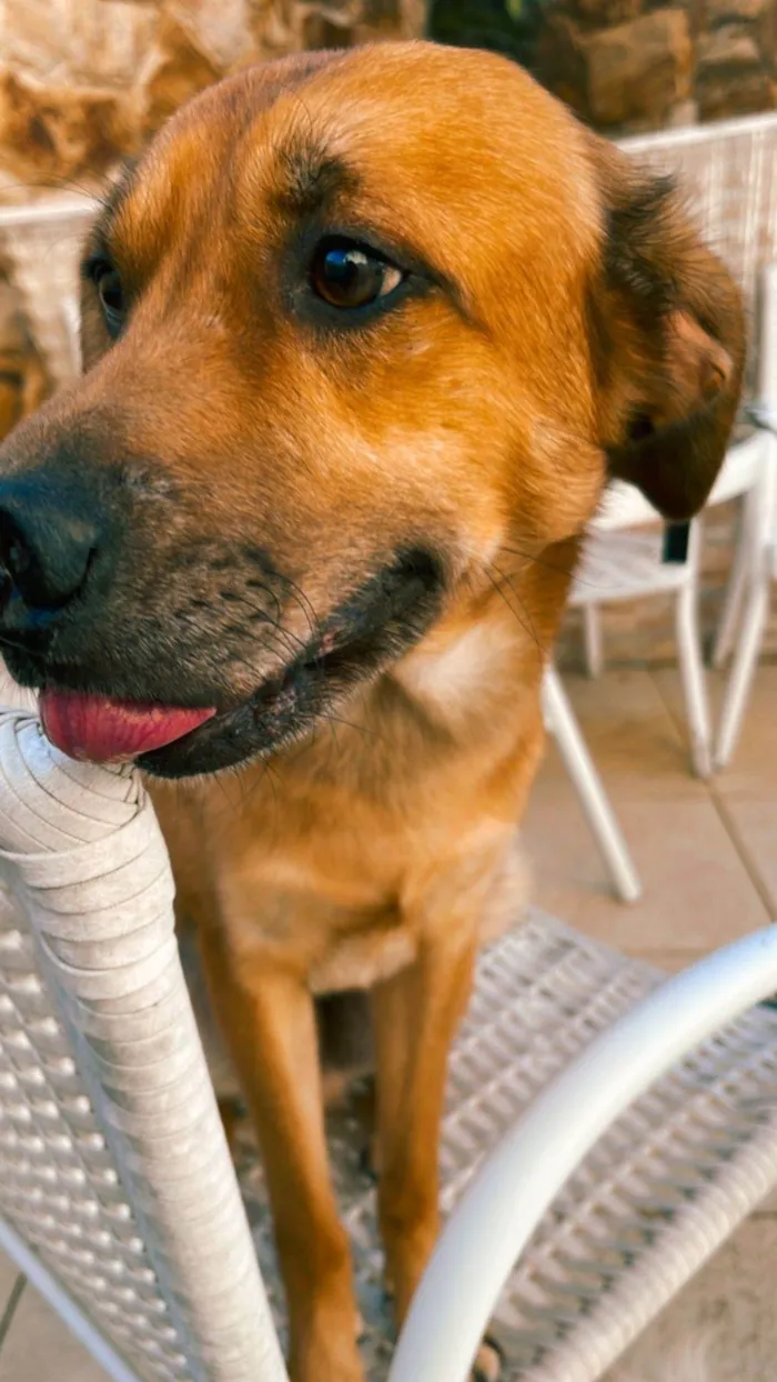 Cachorro ra a SRD-ViraLata idade 4 anos nome Zion