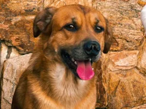 Cachorro raça SRD-ViraLata idade 4 anos nome Zion