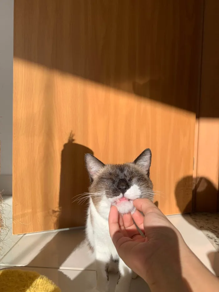 Gato ra a SRD-ViraLata idade 2 anos nome Billy 