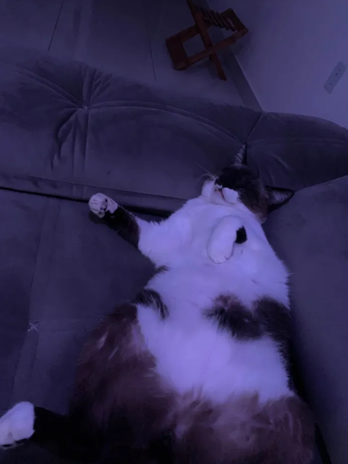 Gato ra a SRD-ViraLata idade 2 anos nome Billy 