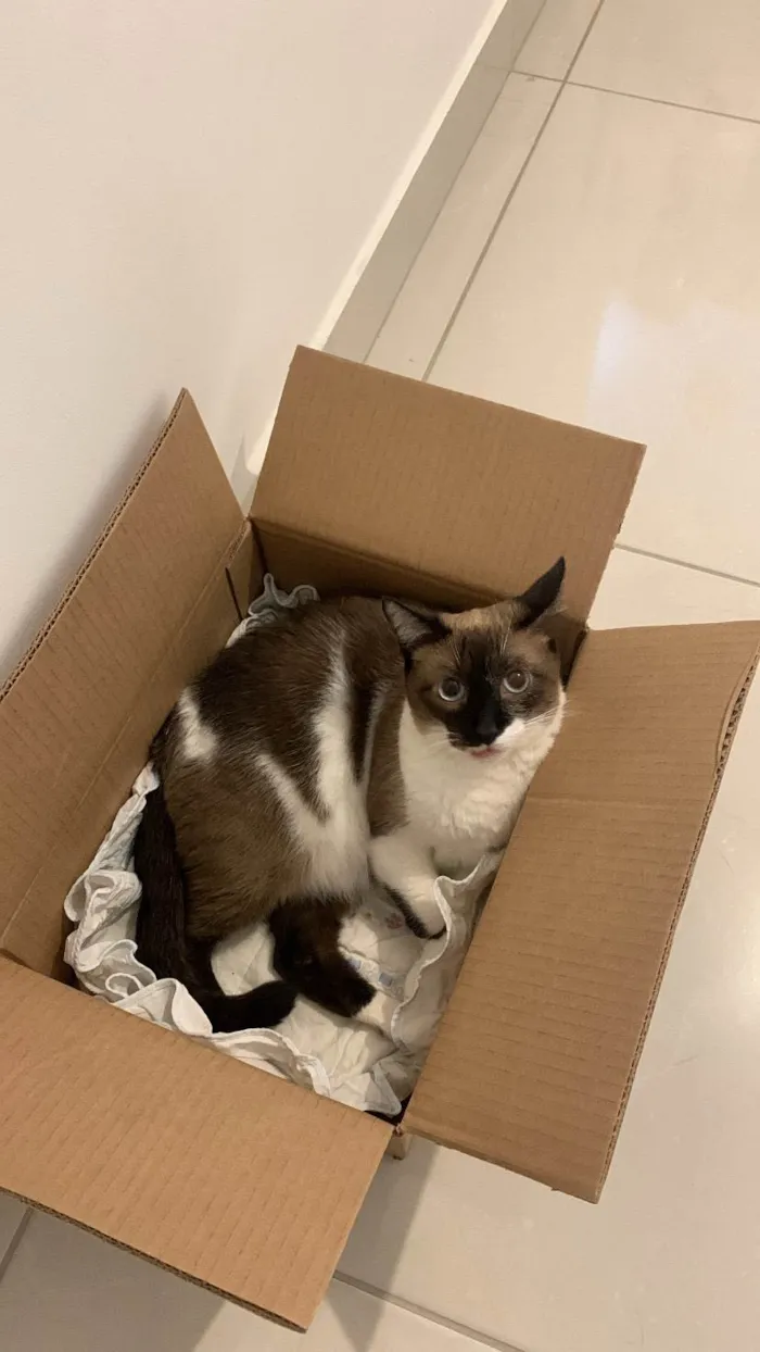 Gato ra a SRD-ViraLata idade 2 anos nome Billy 