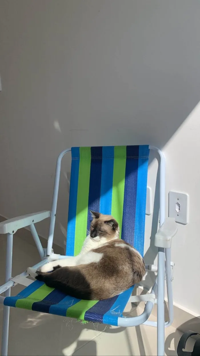 Gato ra a SRD-ViraLata idade 2 anos nome Billy 