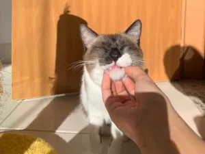 Gato raça SRD-ViraLata idade 2 anos nome Billy 