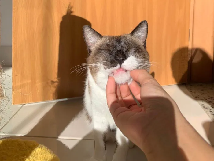 Gato ra a SRD-ViraLata idade 2 anos nome Billy 