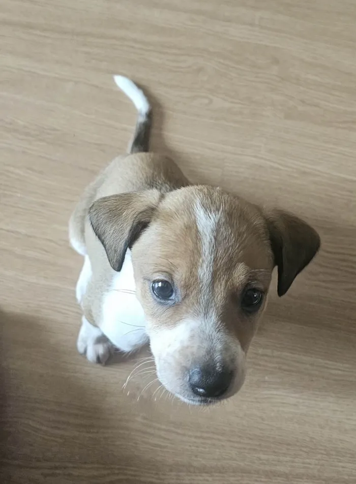 Cachorro ra a SRD-ViraLata idade Abaixo de 2 meses nome Leona