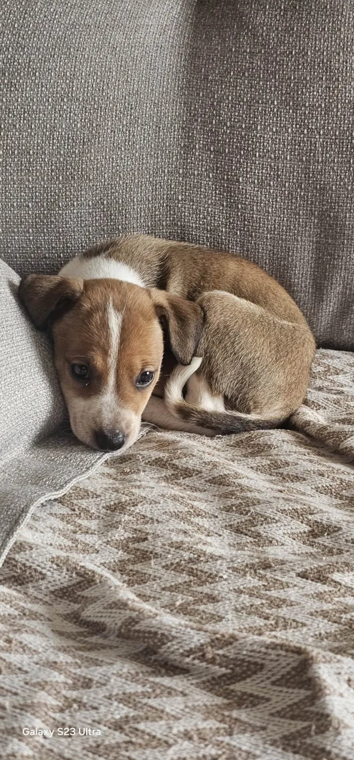 Cachorro ra a SRD-ViraLata idade Abaixo de 2 meses nome Leona