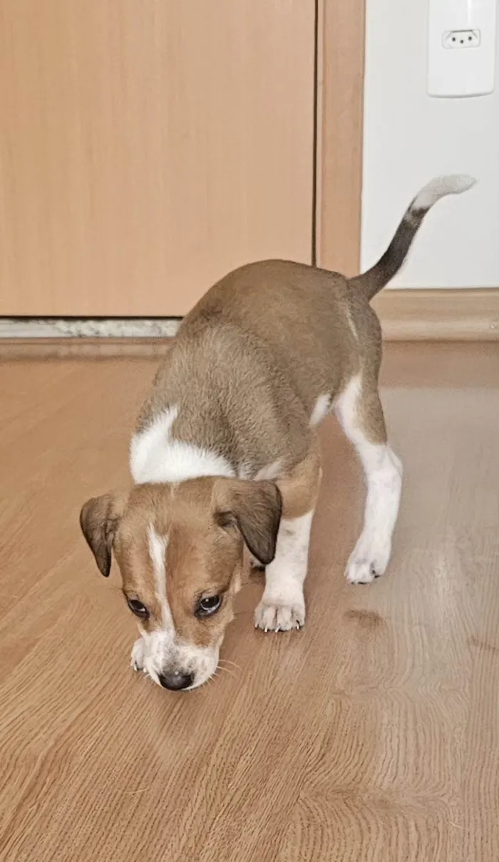 Cachorro ra a SRD-ViraLata idade Abaixo de 2 meses nome Leona