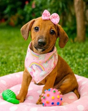 Cachorro raça SRD-ViraLata idade 2 a 6 meses nome Isis