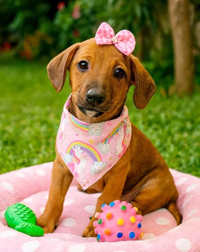 Cachorro ra a SRD-ViraLata idade 2 a 6 meses nome Isis