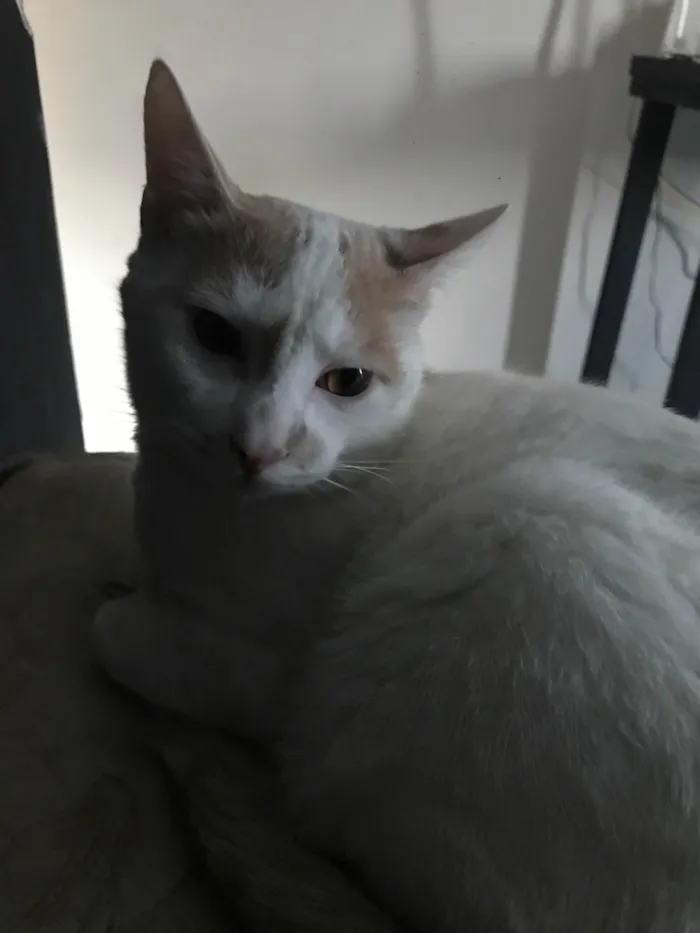 Gato ra a SRD-ViraLata idade 7 a 11 meses nome Soneca