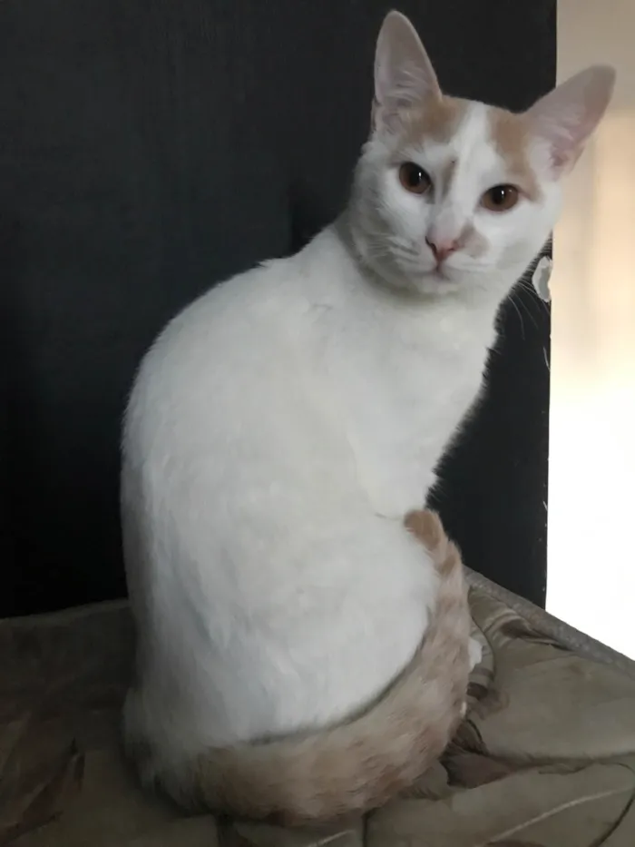 Gato ra a SRD-ViraLata idade 7 a 11 meses nome Soneca