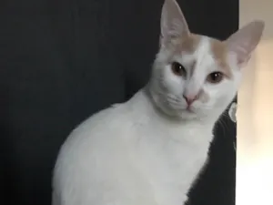 Gato raça SRD-ViraLata idade 7 a 11 meses nome Soneca