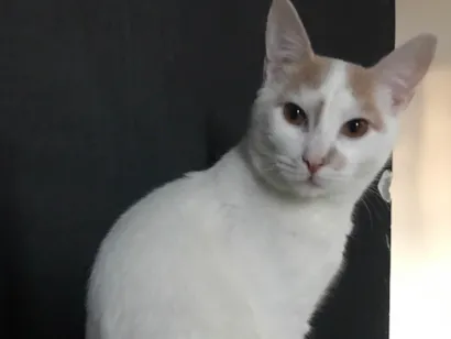 Gato raça SRD-ViraLata idade 7 a 11 meses nome Soneca