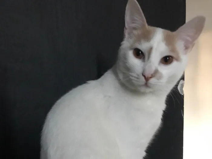 Gato ra a SRD-ViraLata idade 7 a 11 meses nome Soneca
