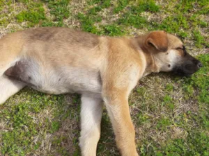 Cachorro raça SRD-ViraLata idade 2 a 6 meses nome Sem nome 